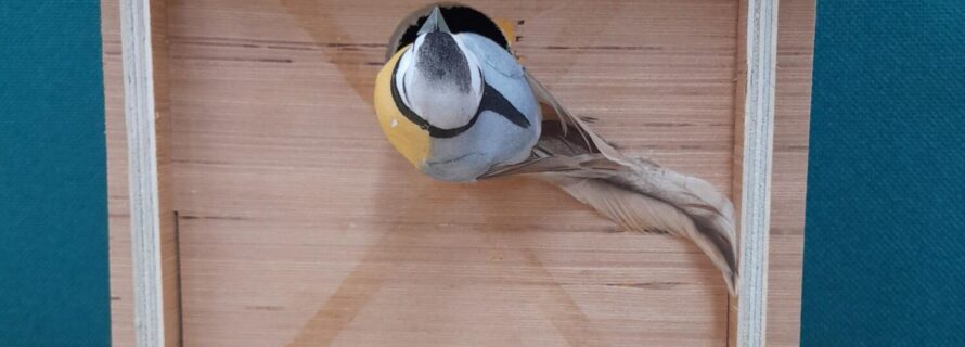 bird box