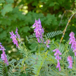 purple flowers