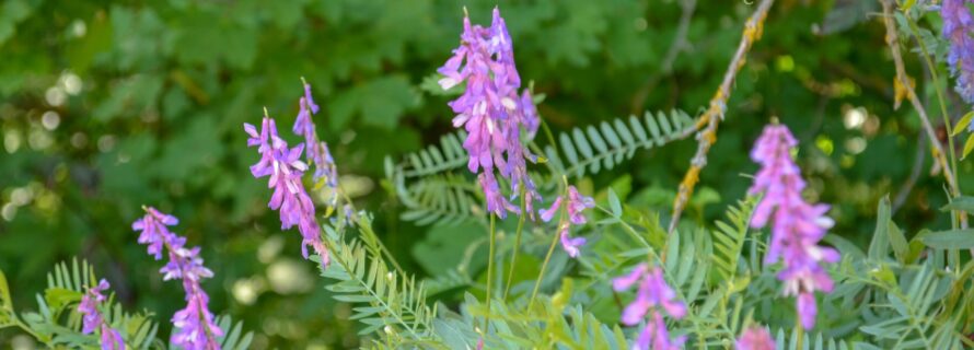 purple flowers