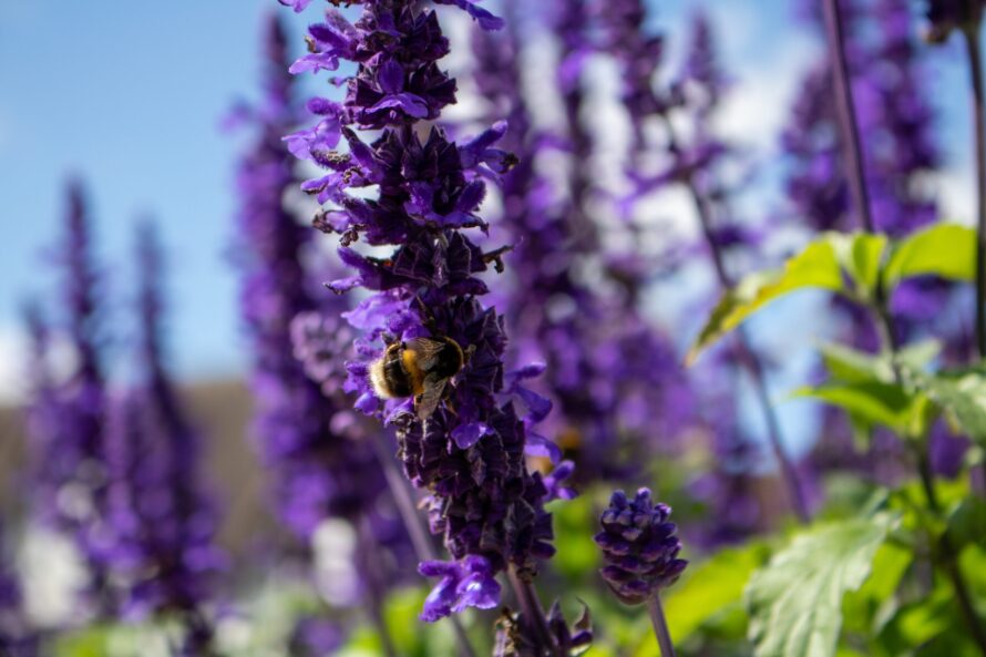bee on purple flower