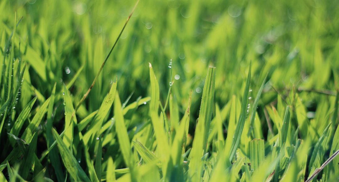 grass
