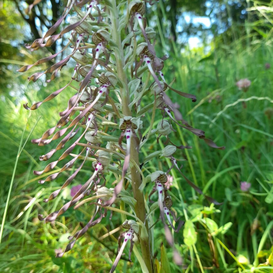 super rare lizard orchid