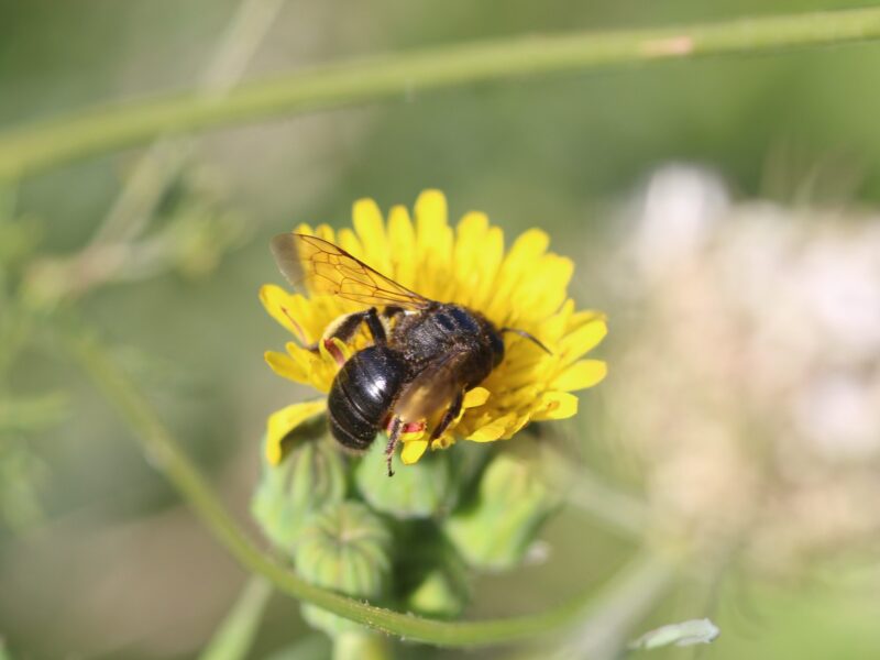 Black Mining Bee