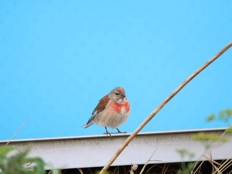 Breeding bird survey. Pair on Linnet breeding next to the London Aquatic Centre