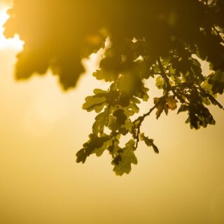 green oak leaf