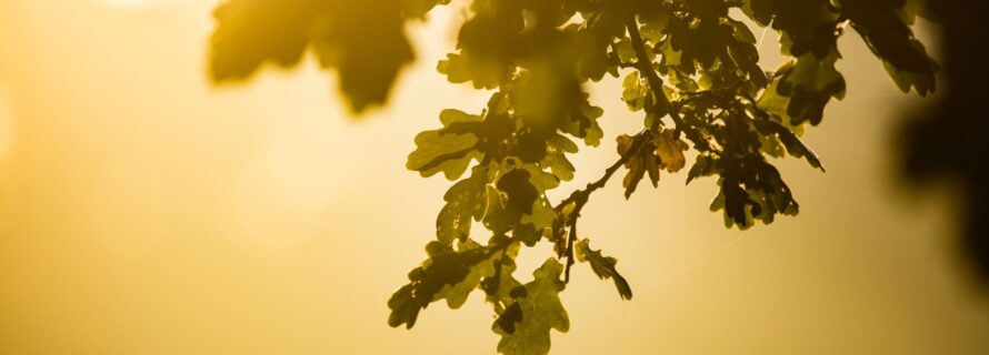 green oak leaf