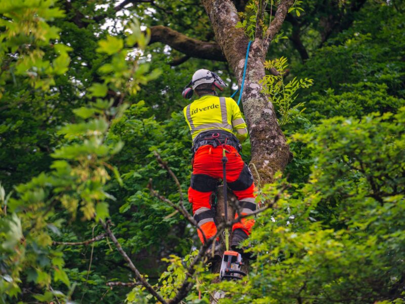 man in safety gear treating a tree