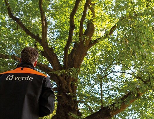 person surveying a tree