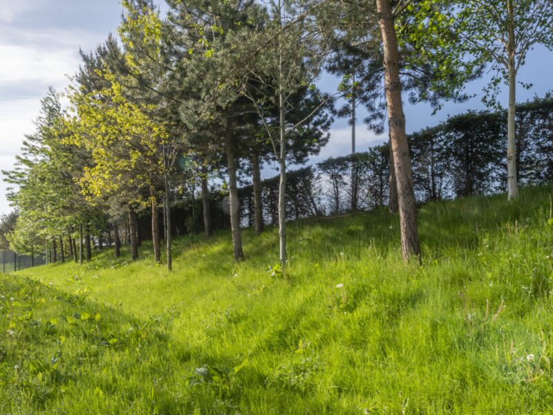 trees on a bank