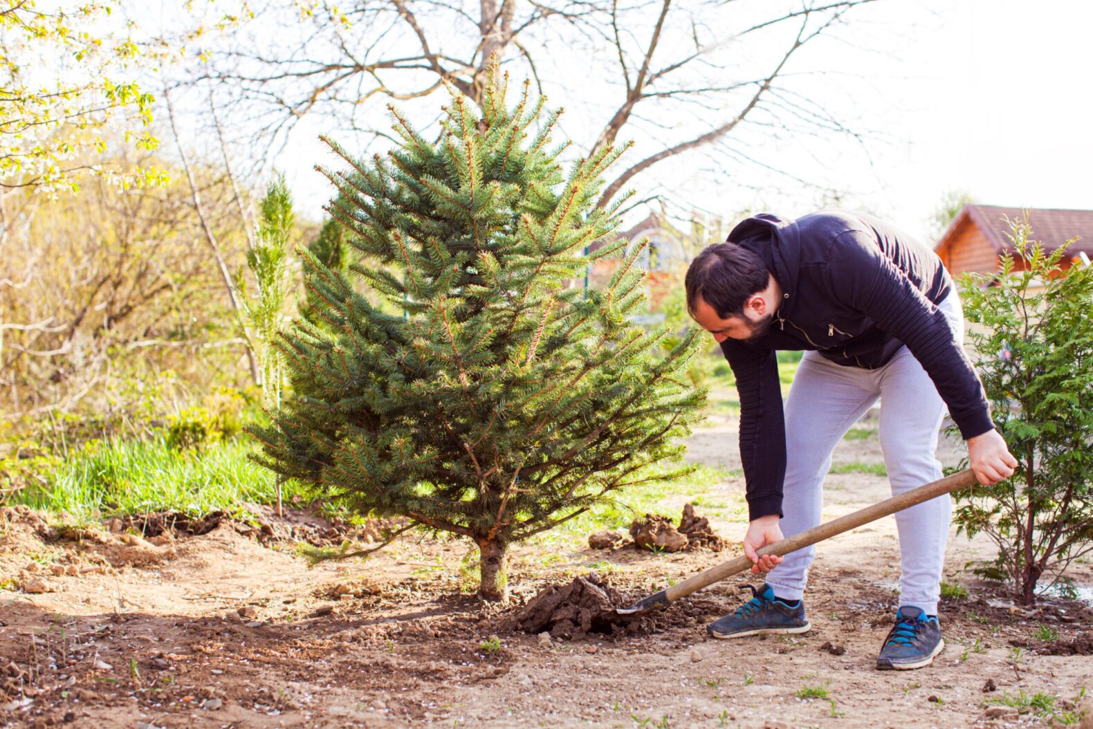 Man digging Christmas tree