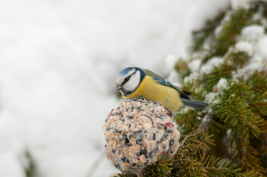 blue tit eating bird food