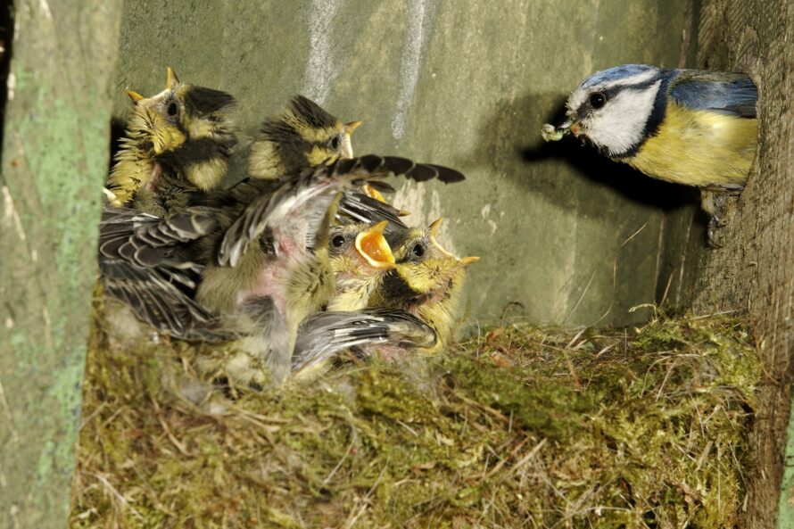 nest box-shutterstock_143883394-small