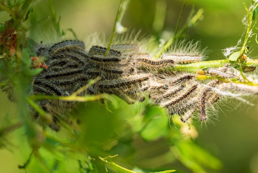 Oak Processionary Moth-shutterstock_1736486684-small