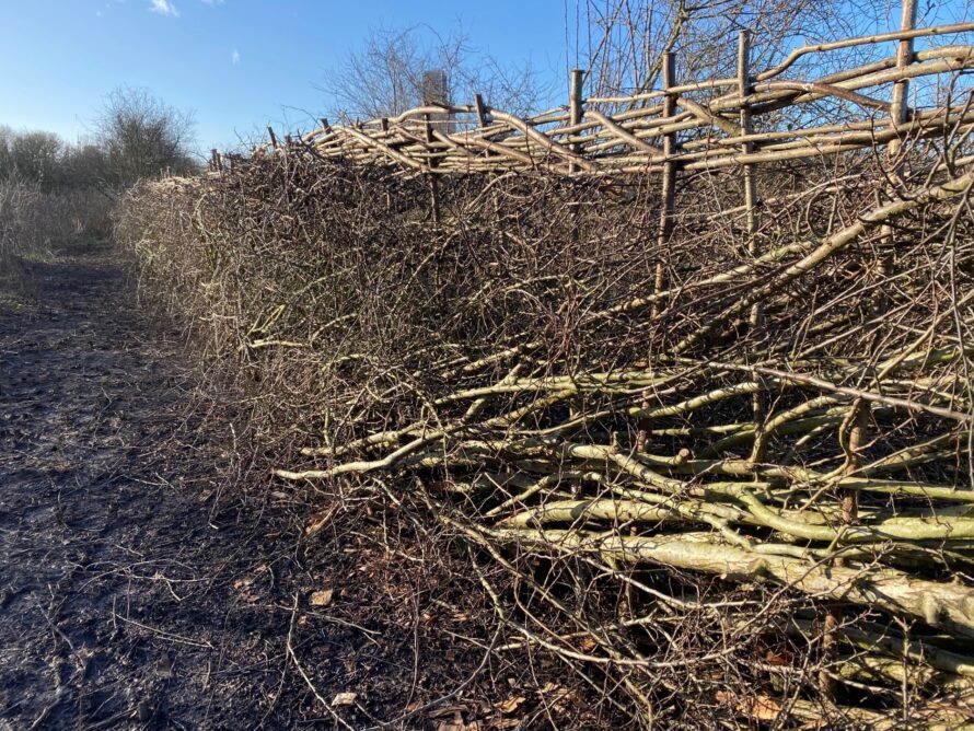 HEDGE LAYING-WWS-thumbnail_IMG_7441