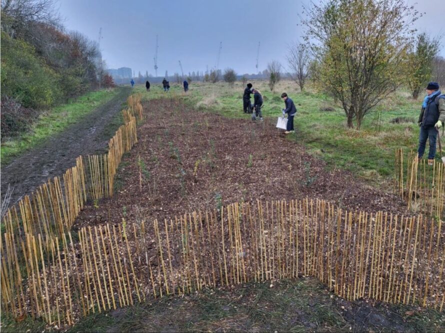 WWS-WHip planting