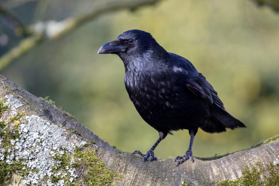 Carrion Crow