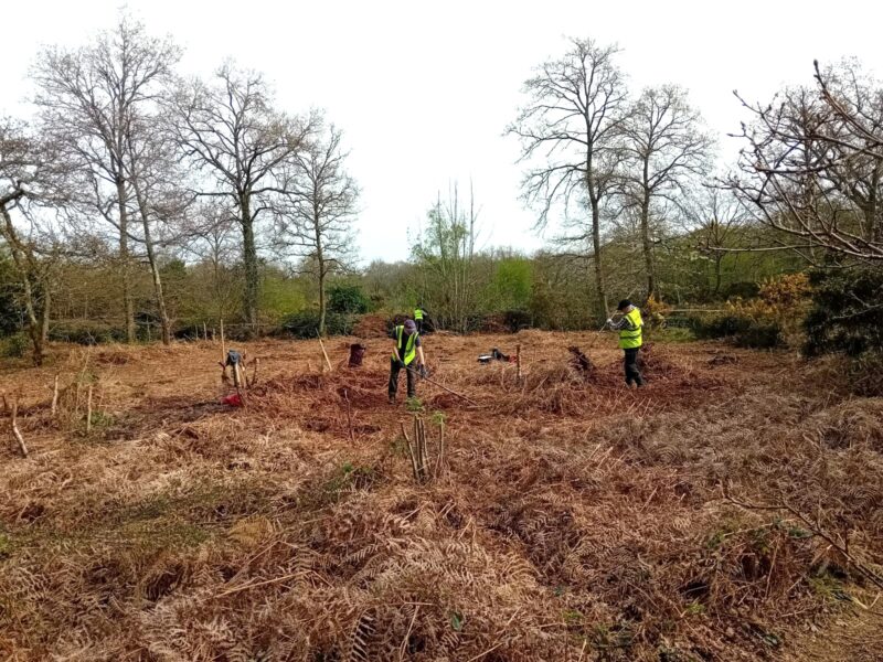 Before (Hayes Common in Bromley)