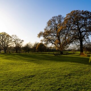 green grass and trees