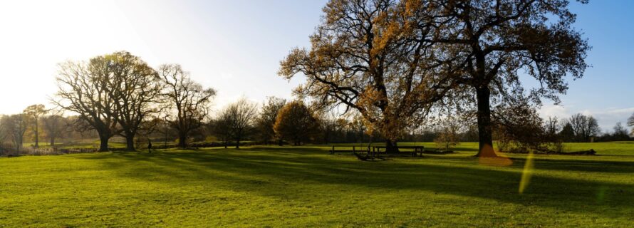 green grass and trees