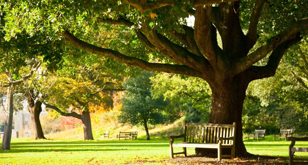 bench under tree and leaves on floor