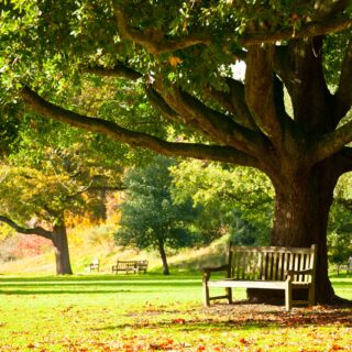 bench under tree and leaves on floor