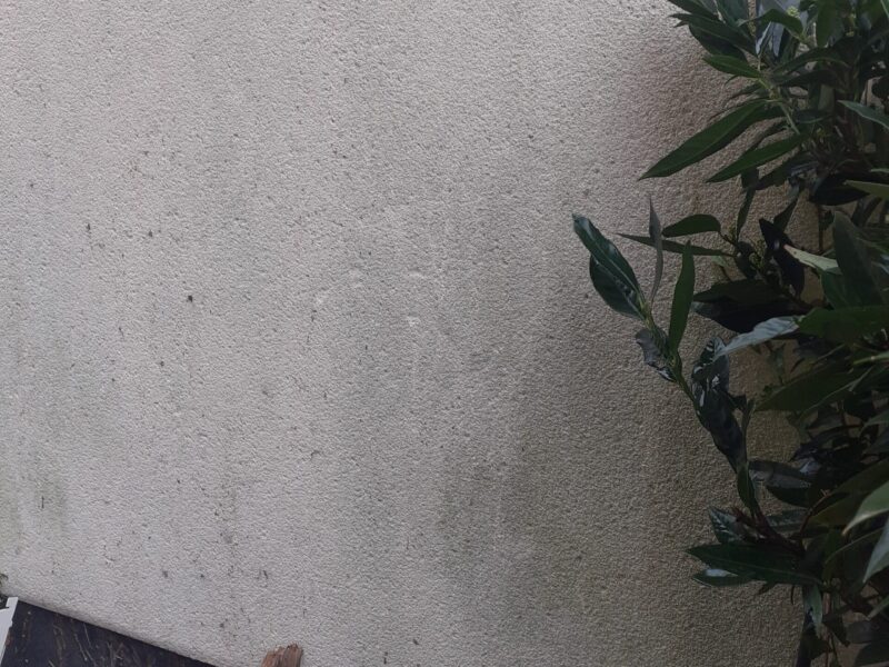 white wall and green plant