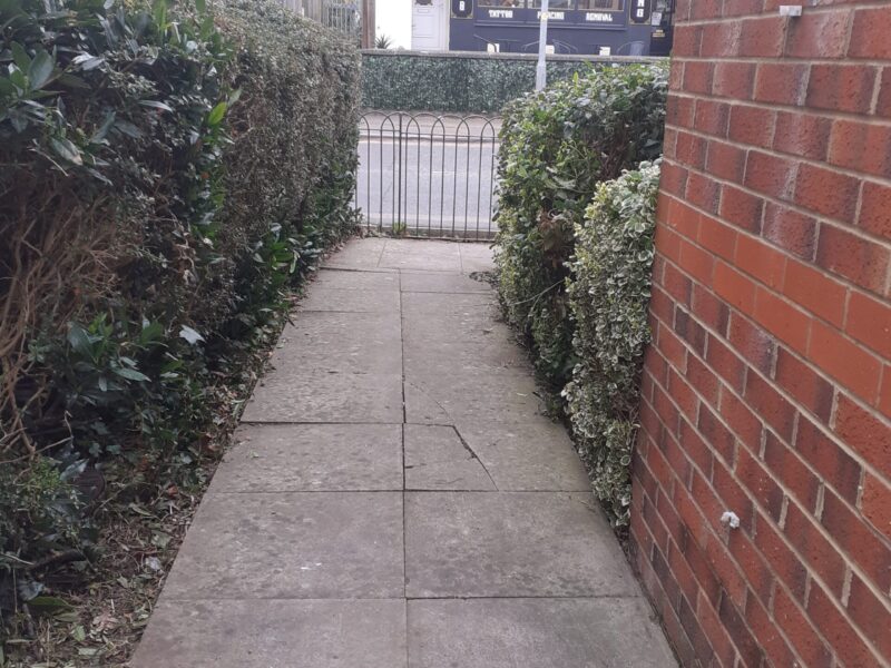 path and green bushes