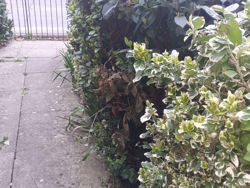 green bushes