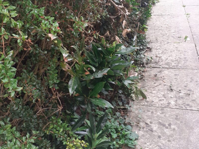 path and green bush