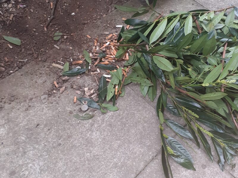 cigarettes on the floor and plants