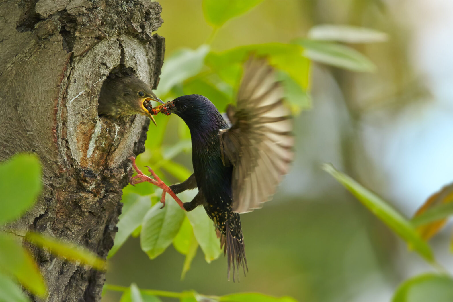 bird feeding other bird in a tree