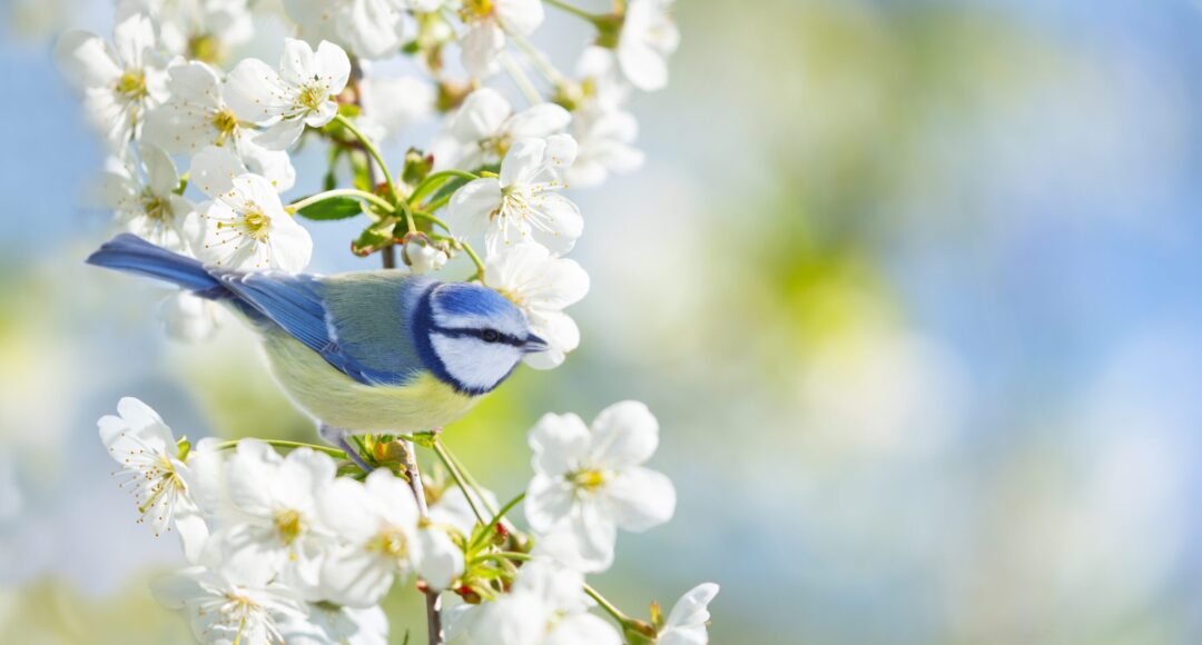 Little,Bird,Perching,On,Branch,With,White,Flowers,Of,Blossom