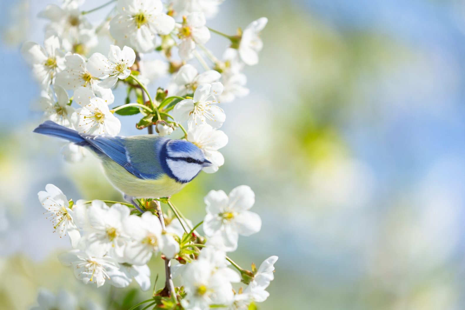 Little,Bird,Perching,On,Branch,With,White,Flowers,Of,Blossom