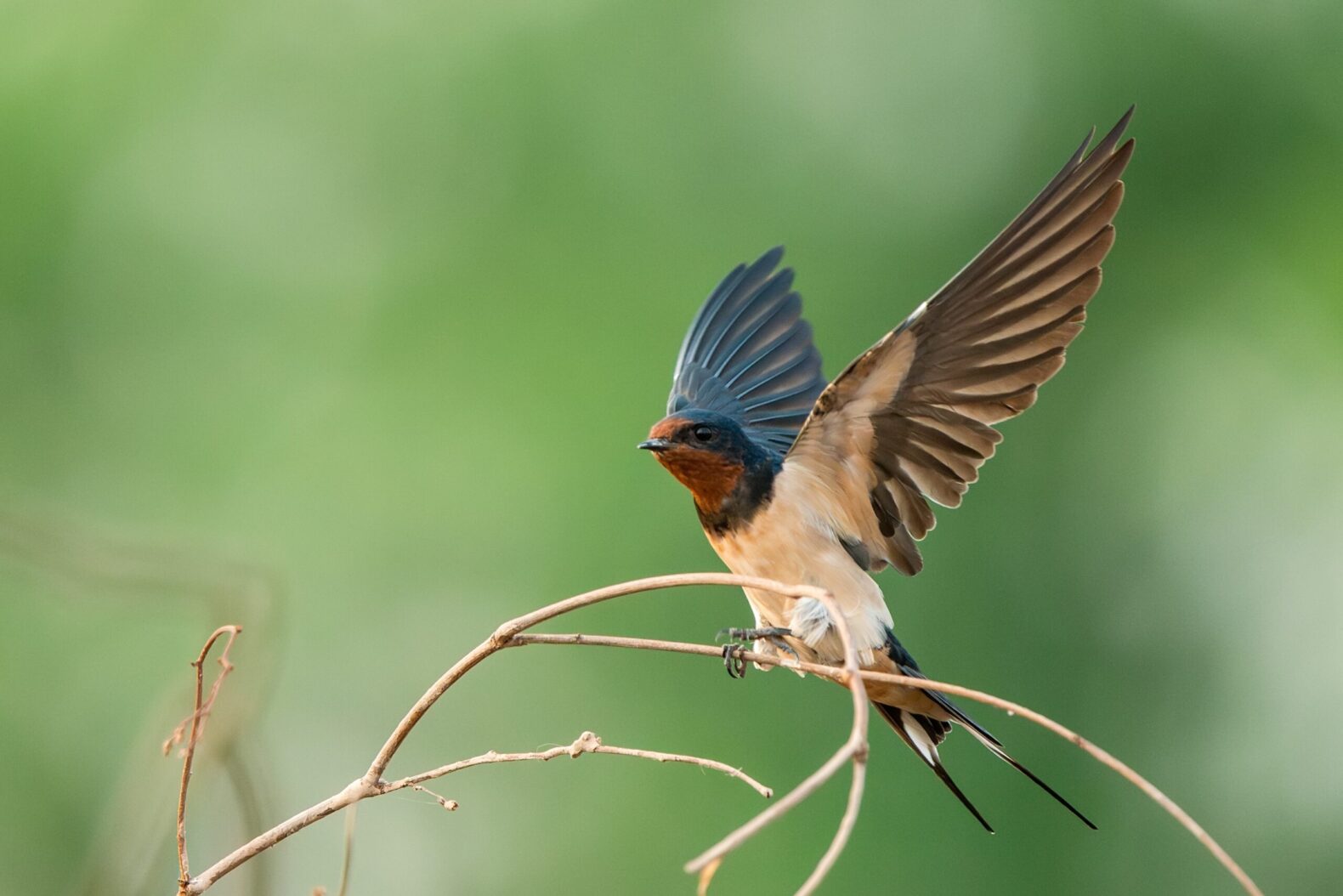 A,Barn,Swallow,Bird,Perching,On,Branch