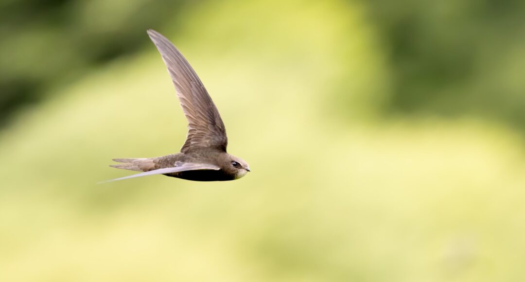 Common,Swift,In,Flight,Over,Grass