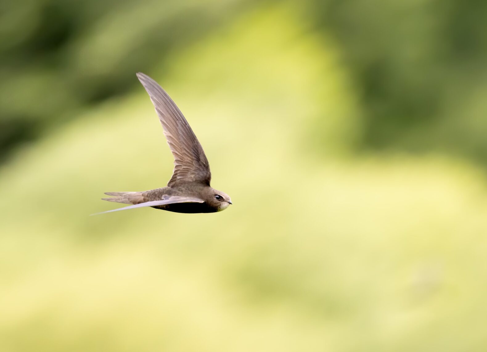 Common,Swift,In,Flight,Over,Grass