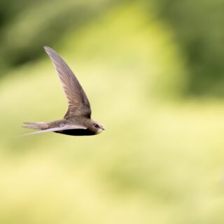 Common,Swift,In,Flight,Over,Grass