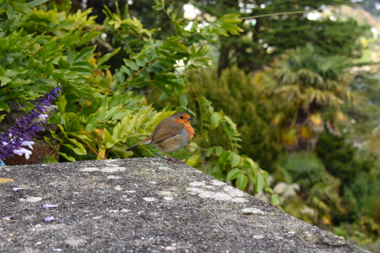 European,Robin,In,The,South,Hams,Countryside,Common,Around,The