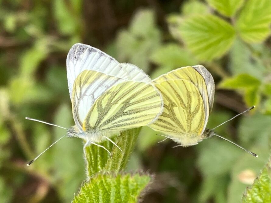 Green-veined White ©Ross Bray