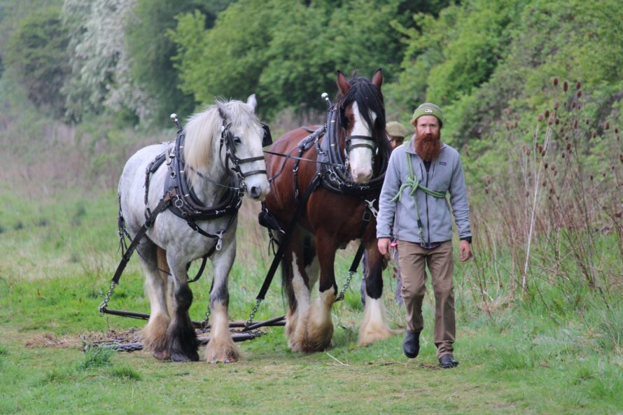 Shire horses, Henry and George at Wormwood Scrubs