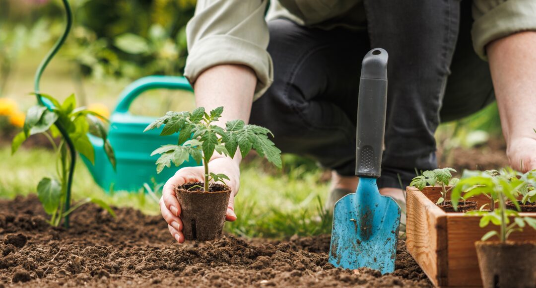 Gardener,Planting,Seedling,Of,Tomato,Plant,In,Biodegradable,Peat,Pot