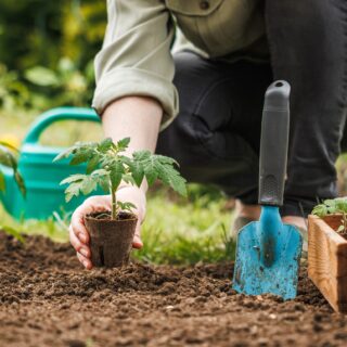 Gardener,Planting,Seedling,Of,Tomato,Plant,In,Biodegradable,Peat,Pot
