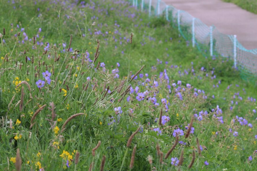 Meadow Planting