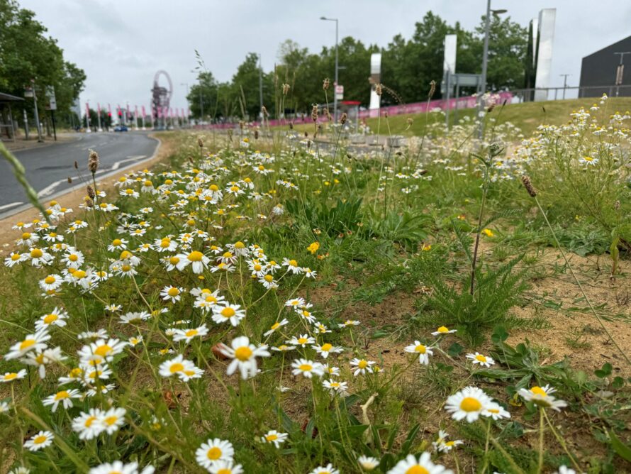 Central Reservation 3