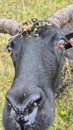 sheep