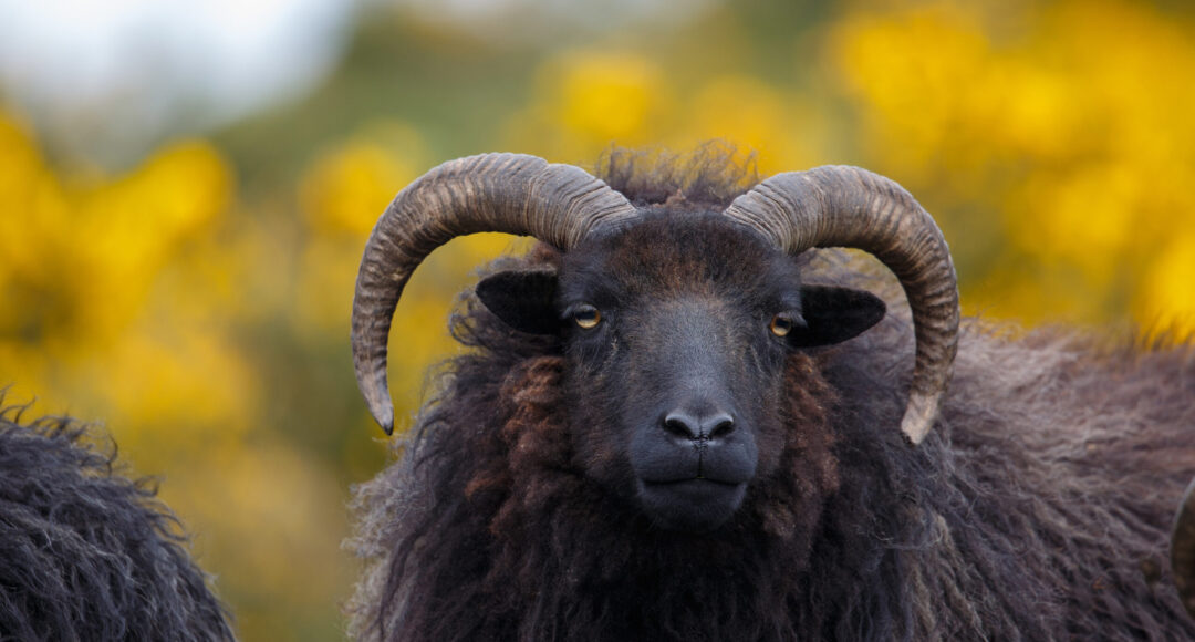 Hebridean sheep close up of the head, conservation grazing, against a blurred natural background of flowering gorse, UK