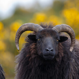 Hebridean sheep close up of the head, conservation grazing, against a blurred natural background of flowering gorse, UK