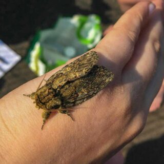 moth on hand