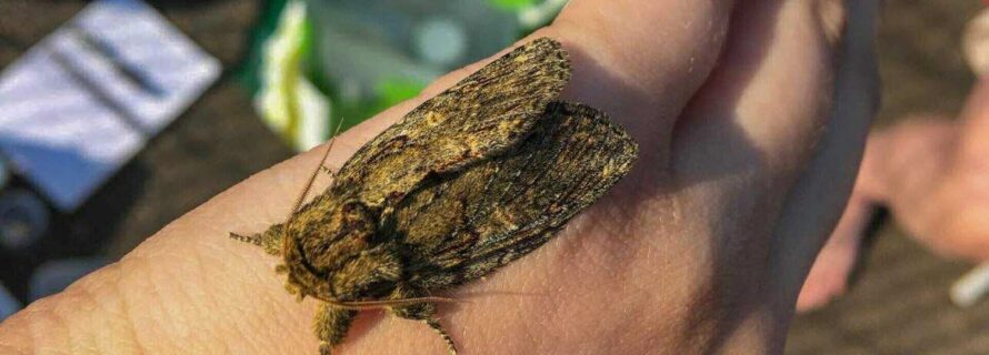 moth on hand