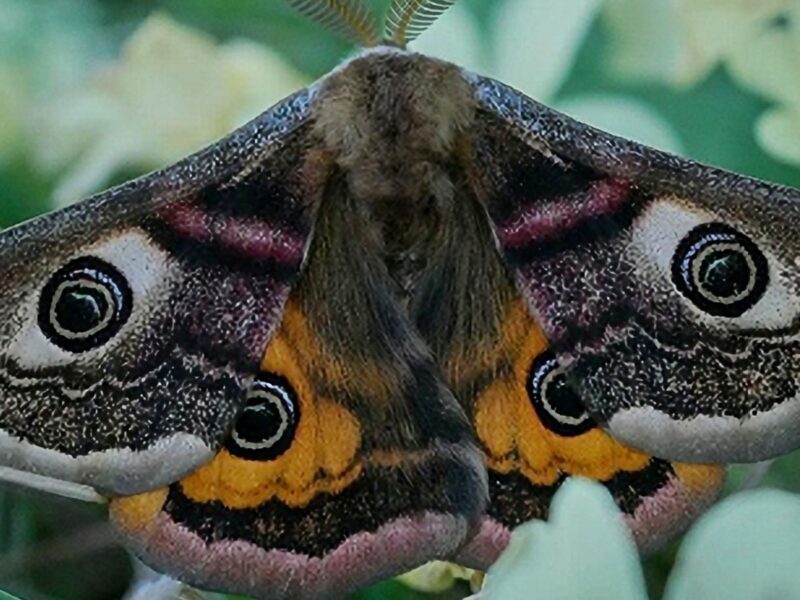 Bromley Moths for image block7